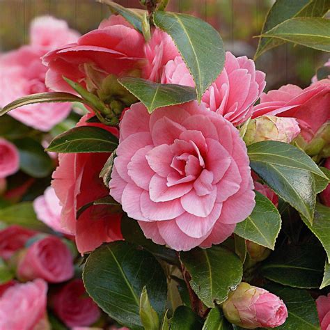 October's Delicate Delight: The Spellbinding Pink Perplexion Camellia